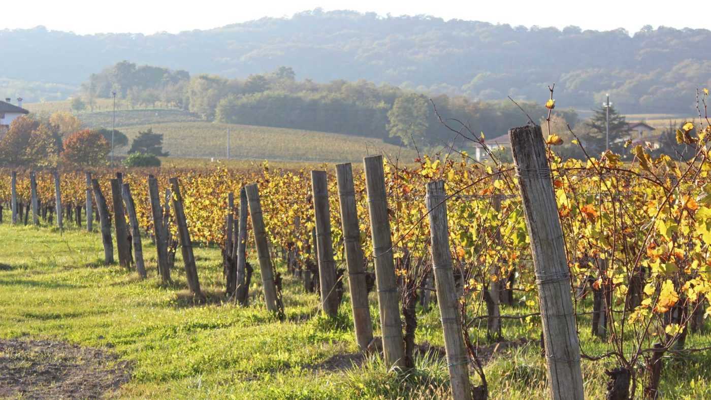 Vineyard in Provence, France