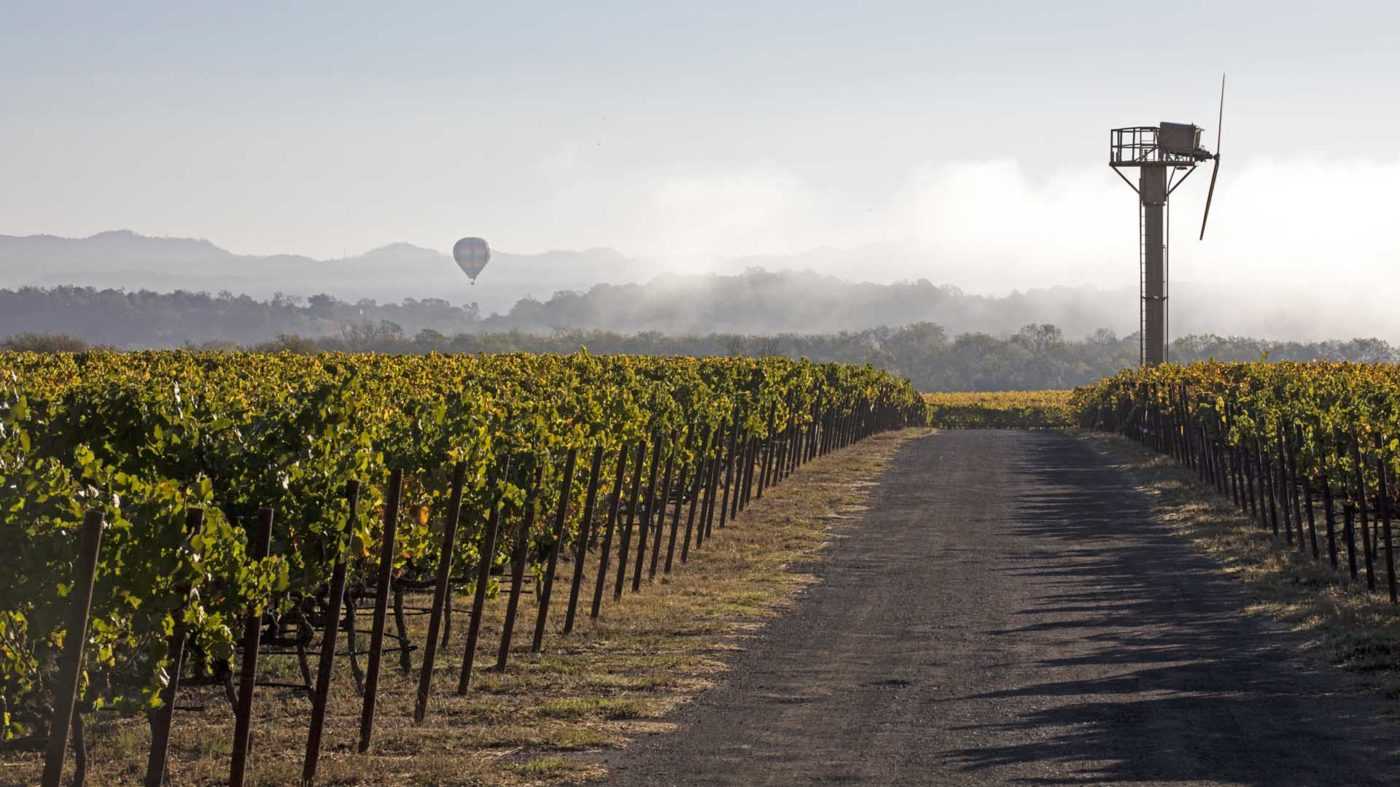 Image of a Russian River Valley Vineyard