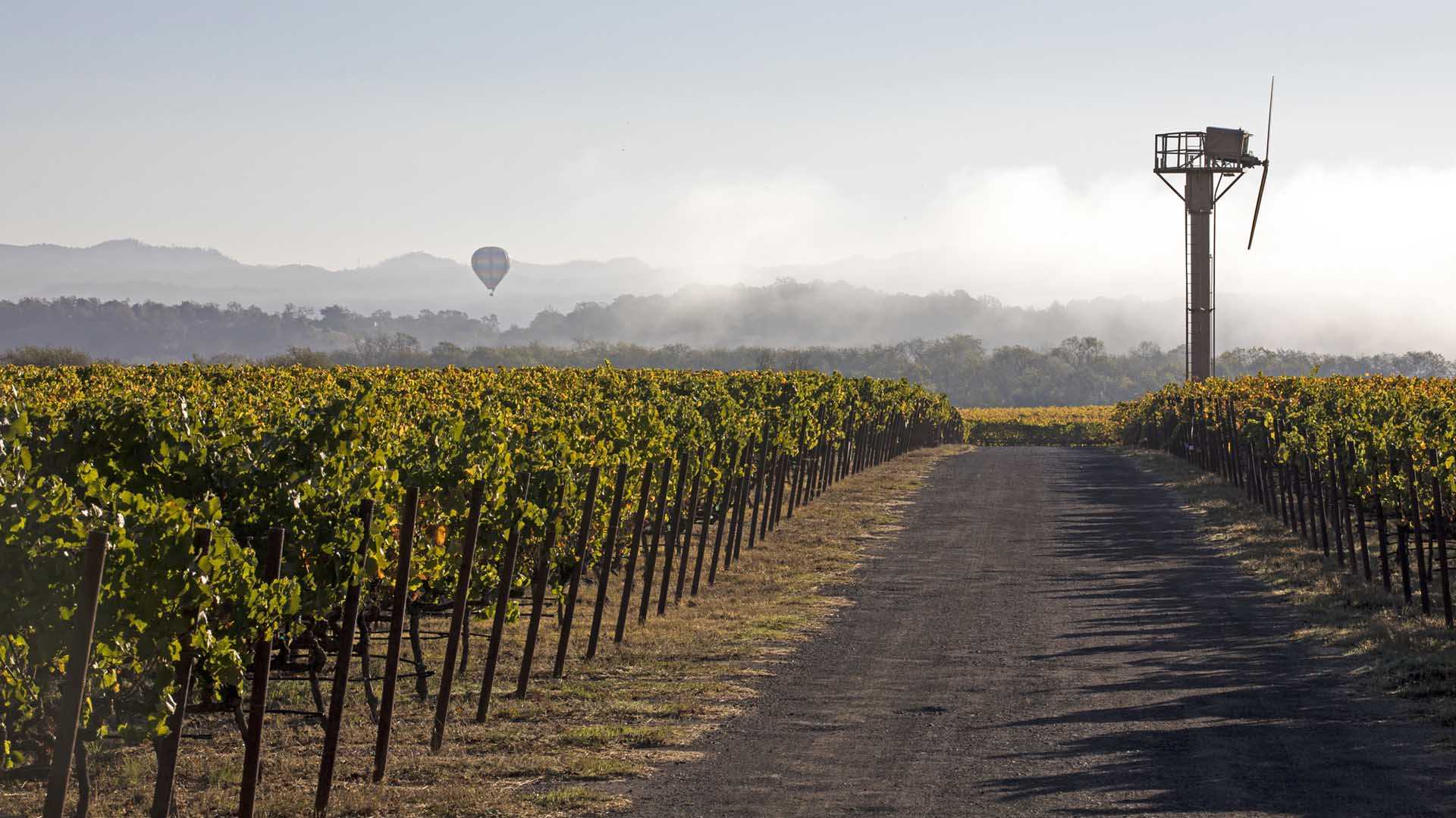 Russian River Valley | Olema Wines