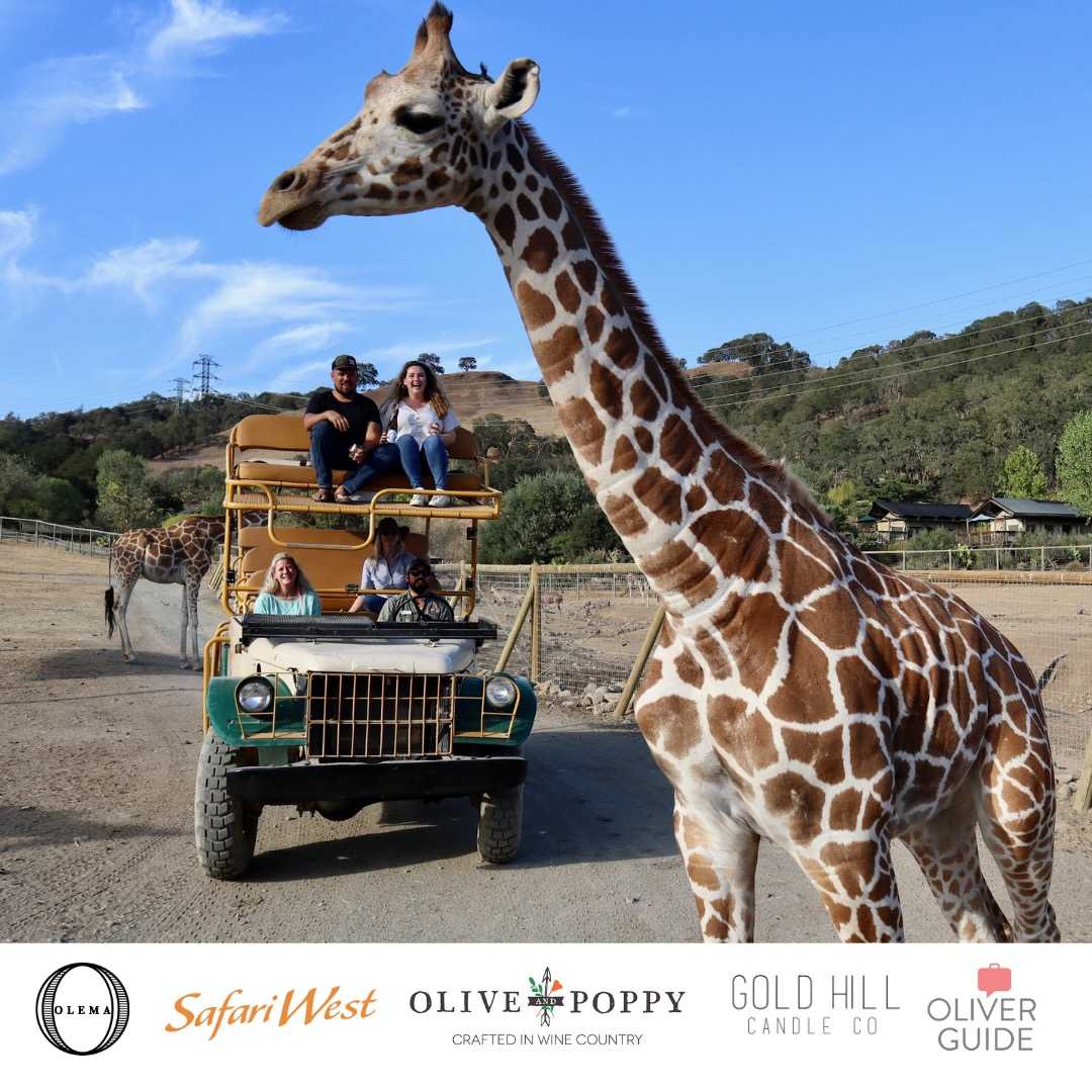 The Sonoma Safari Getaway | Olema Wines