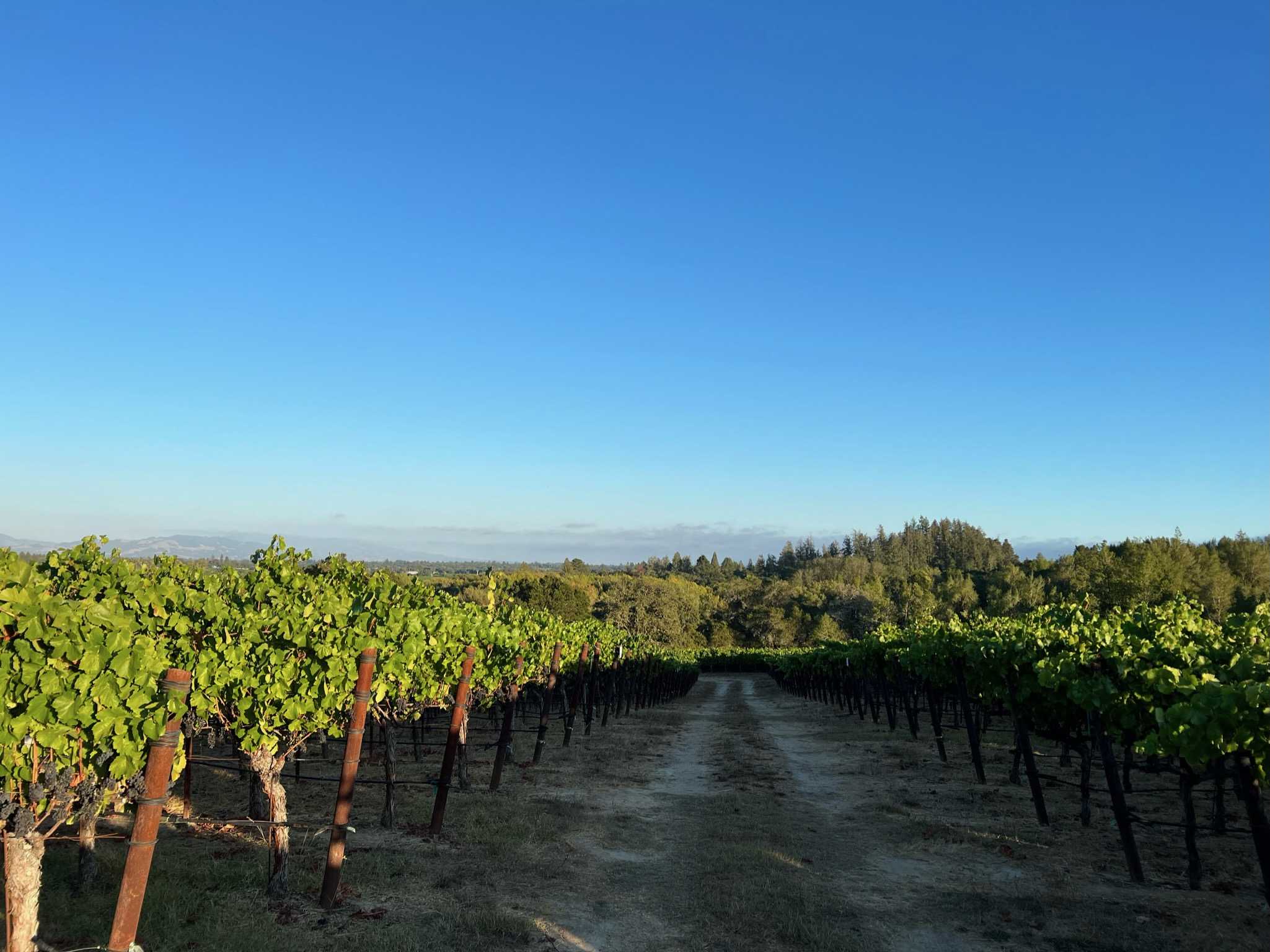 Morning at the vineyard