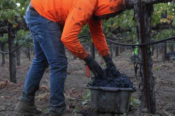 Man picking grapes