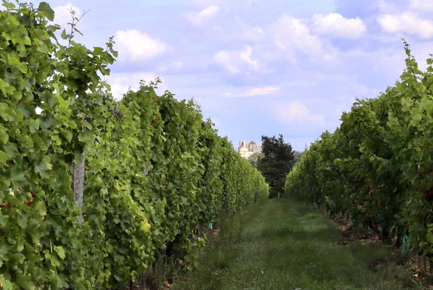 Vineyard in Loire, France